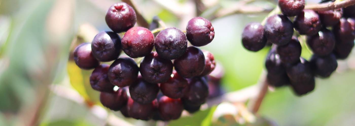 Acai bogyó: erőt adó szupergyümölcs az amazóniai esőerdőből