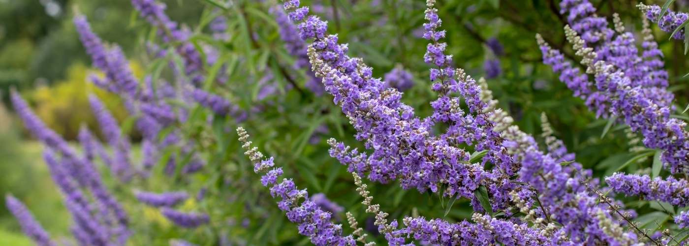 Barátcserje: termékenységfokozó csodanövény a természet patikájából