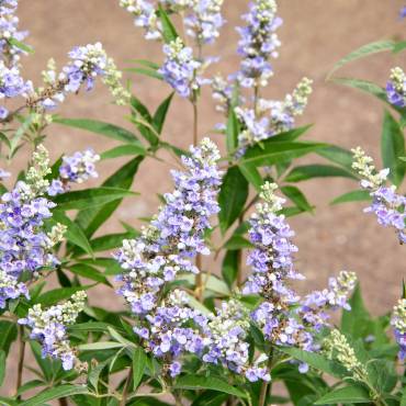 Barátcserje: termékenységfokozó csodanövény a természet patikájából
