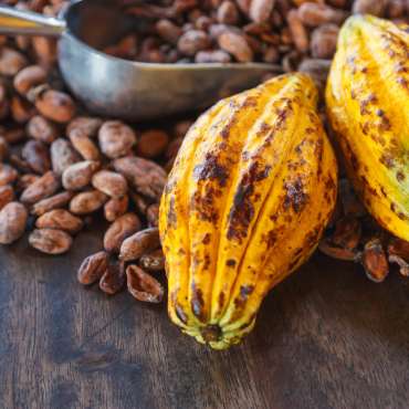 A kakaóbab fogyasztás lenyűgöző egészségügyi előnyei